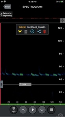 Pipistrellus pipistrellus