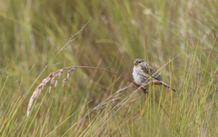 Catamenia analis