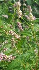 Persicaria orientalis