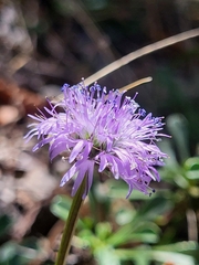 Globularia cordifolia