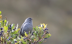 Geospizopsis unicolor