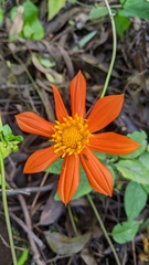 Tithonia rotundifolia