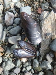 Mytilus trossulus