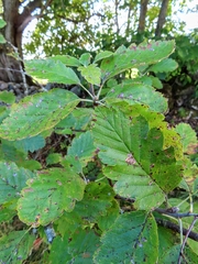 Scandosorbus intermedia