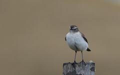 Muscisaxicola alpinus