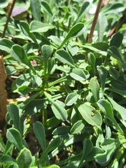 Globularia cordifolia