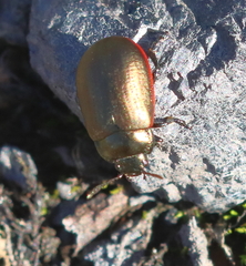 Chrysolina marginata