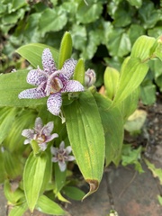 Tricyrtis hirta