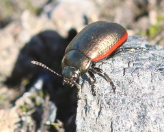 Chrysolina marginata
