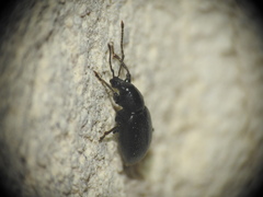 Otiorhynchus meridionalis