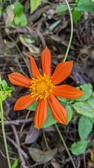 Tithonia rotundifolia