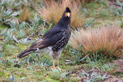 Daptrius carunculatus