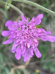 Knautia