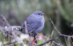 Geospizopsis unicolor