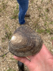 Lasmigona complanata