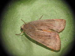 Noctua janthina