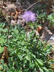 Globularia cordifolia