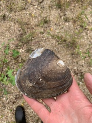 Lasmigona complanata