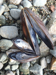 Mytilus trossulus