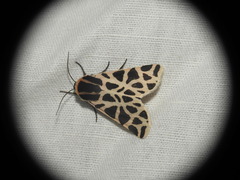 Cymbalophora pudica