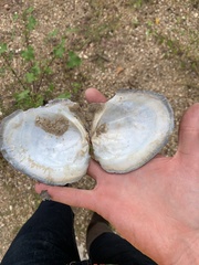 Lasmigona complanata