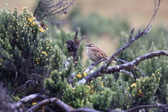 Cinclodes albidiventris