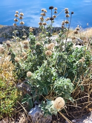 Marrubium incanum