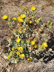 Grindelia camporum
