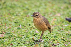 Grallaria quitensis