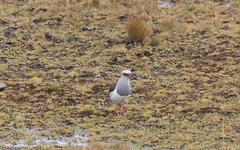 Vanellus resplendens