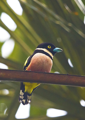 Eurylaimus ochromalus