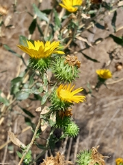 Grindelia camporum