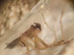 Allagelena gracilens