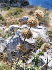 Marrubium incanum