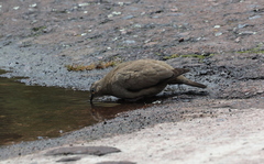 Metriopelia melanoptera