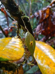 Lepanthes