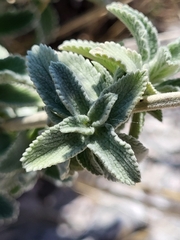 Marrubium incanum