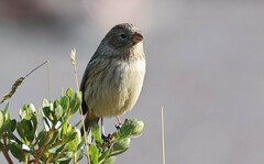 Catamenia analis