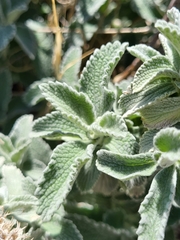 Marrubium incanum