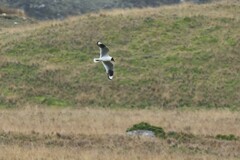 Chroicocephalus serranus