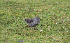 Geospizopsis unicolor