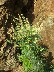 Artemisia tilesii