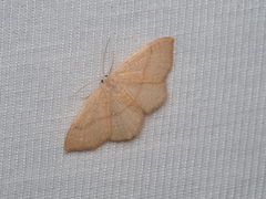 Cyclophora linearia