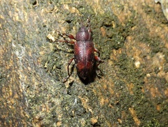 Heilipus