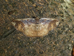 Perissopteryx commendata