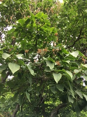 Syringa