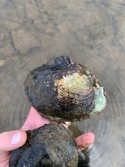 Lasmigona complanata