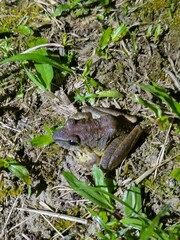 Pristimantis achatinus