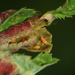 Wachtliella rosae - Photo (c) lappuggla,  זכויות יוצרים חלקיות (CC BY-NC)