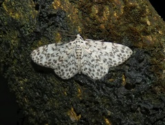 Hymenomima umbelularia